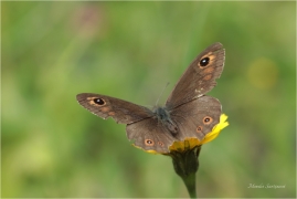 <p>OKÁČ JEČMÍNKOVÝ (Lasiommata maera) Slovensko - Vysoké Tatry ---- /Large wall brown - Braunauge/</p>